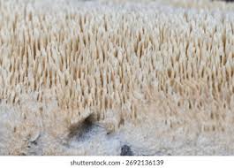 Attēlu rezultāti vaicājumam “Schizopora paradoxa”