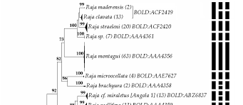 Image result for Raja straeleni