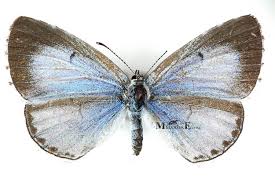 Attēlu rezultāti vaicājumam “Celastrina argiolus male”