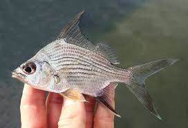 Image result for Eugerres plumieri