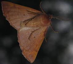 Attēlu rezultāti vaicājumam “Colotois pennaria”