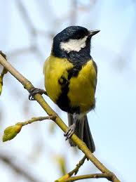 Attēlu rezultāti vaicājumam “Parus major”