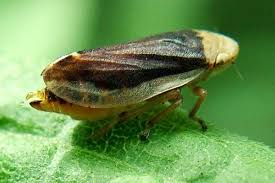 Attēlu rezultāti vaicājumam “Philaenus spumarius”