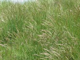 Attēlu rezultāti vaicājumam “Helictotrichon pratense”