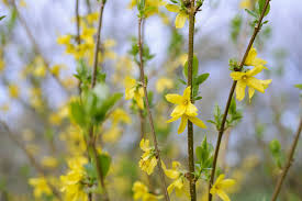 Attēlu rezultāti vaicājumam “Forsythia intermedia flower”