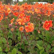 Attēlu rezultāti vaicājumam “Geum”