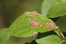 Attēlu rezultāti vaicājumam “Eriophyes padi”