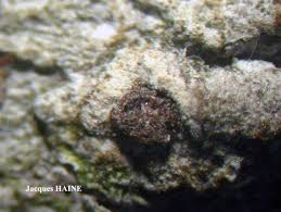 Attēlu rezultāti vaicājumam “Thelopsis rubella”