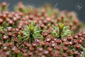 Attēlu rezultāti vaicājumam “Polytrichum commune sporophyte”