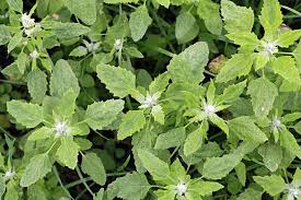 Image result for Atriplex hortensis
