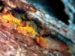 Attēlu rezultāti vaicājumam “Trichia contorta macro”