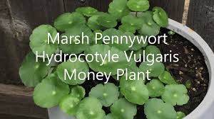 Attēlu rezultāti vaicājumam “Hydrocotyle vulgaris”