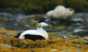 Attēlu rezultāti vaicājumam “Somateria mollissima”