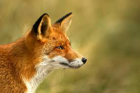 Attēlu rezultāti vaicājumam “Vulpes vulpes  adult”