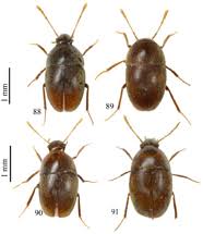Attēlu rezultāti vaicājumam “Leiodidae larva”