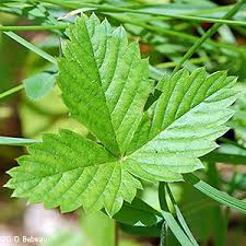 Attēlu rezultāti vaicājumam “Fragaria vesca leaf”