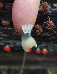 Attēlu rezultāti vaicājumam “Stemonaria irregularis”