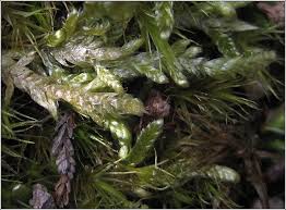 Attēlu rezultāti vaicājumam “Hypnum jutlandicum”