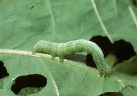 Attēlu rezultāti vaicājumam “Noctuidae”