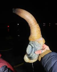 Image result for geoduck