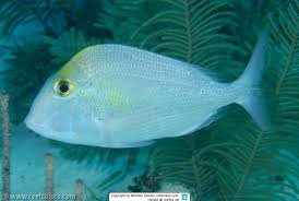 Image result for Calamus nodosus