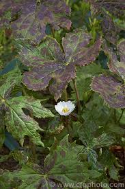 Attēlu rezultāti vaicājumam “Podophyllum hexandrum flower”