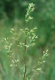 Attēlu rezultāti vaicājumam “Silene otites”