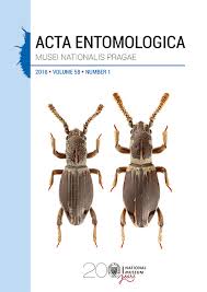 Attēlu rezultāti vaicājumam “Scaphisoma sp.”