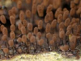 Attēlu rezultāti vaicājumam “Comatricha fragilis macro”