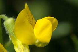 Attēlu rezultāti vaicājumam “Lathyrus pratensis fruit”