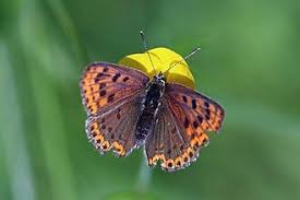 Attēlu rezultāti vaicājumam “Lycaena tityrus”