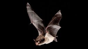 Attēlu rezultāti vaicājumam “Myotis daubentonii”