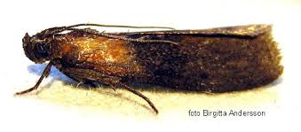 Attēlu rezultāti vaicājumam “Sciota fumella”