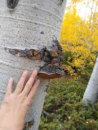 Attēlu rezultāti vaicājumam “Phellinus tremulae”