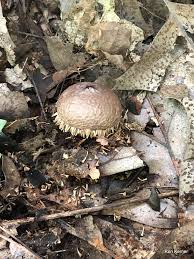 Attēlu rezultāti vaicājumam “Lycoperdon echinatum”