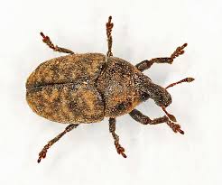 Attēlu rezultāti vaicājumam “Larinus sp.”