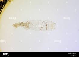 Attēlu rezultāti vaicājumam “Gelechia scotinella”