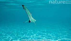 Image result for Carcharhinus melanopterus