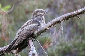 Attēlu rezultāti vaicājumam “Caprimulgus europaeus nest”