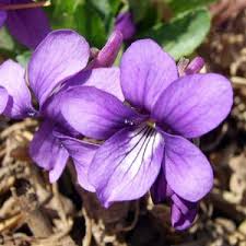 Attēlu rezultāti vaicājumam “Viola palustris flower”