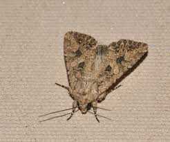 Attēlu rezultāti vaicājumam “Hadula trifolii larva”