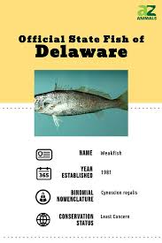 Image result for Cynoscion regalis