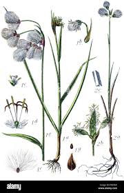 Attēlu rezultāti vaicājumam “Eriophorum latifolium leaf”
