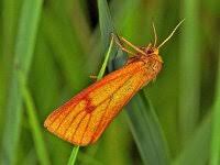 Attēlu rezultāti vaicājumam “Diacrisia sannio female”