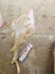 Image result for Glaucostegus cemiculus