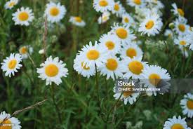 Attēlu rezultāti vaicājumam “Leucanthemum vulgare flower”