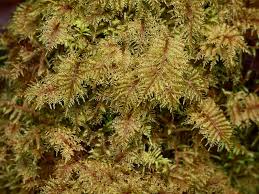 Attēlu rezultāti vaicājumam “Hylocomium splendens sporophyte”