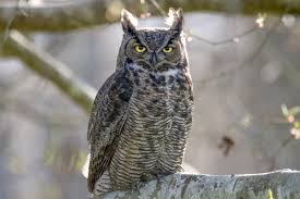 Attēlu rezultāti vaicājumam “Bubo bubo adult”