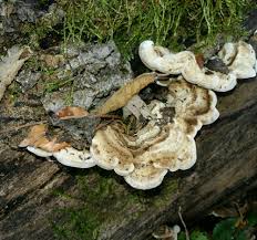 Attēlu rezultāti vaicājumam “Auricularia mesenterica”