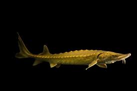 Image result for Acipenser oxyrinchus oxyrinchus
